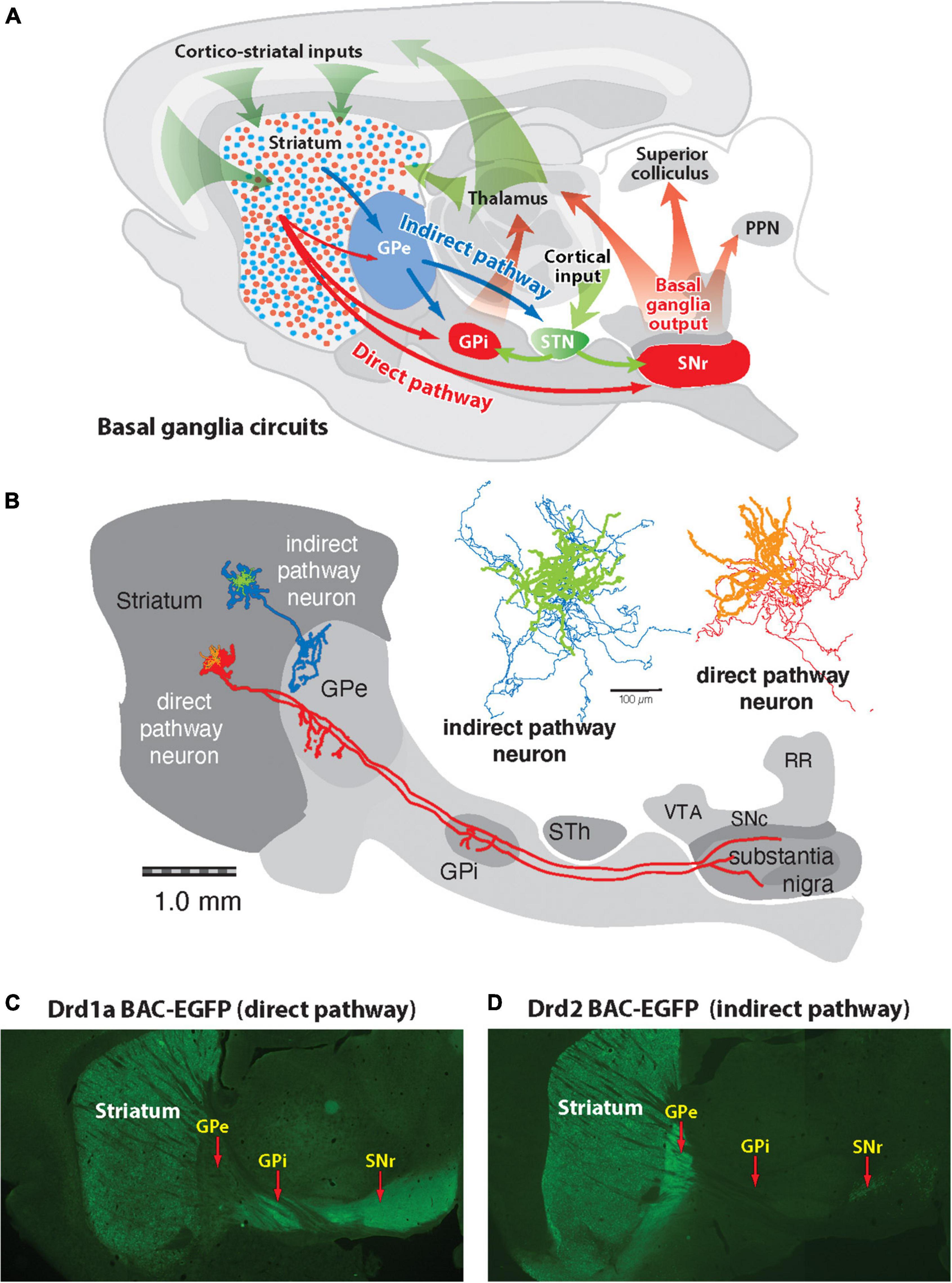 Segregation of D1 and D2 dopamine receptors in the striatal direct and indirect pathways: An historical perspective